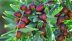 برگزاری جشنواره عناب خراسان جنوبی فرصتی برای برندسازی ملی و عبور از خام‌فروشی